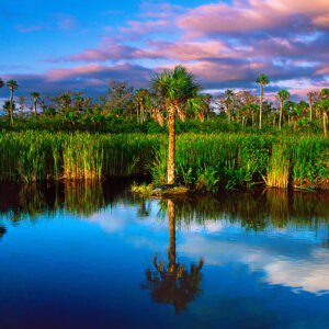 Everglades