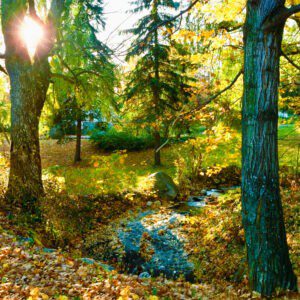 Autumn