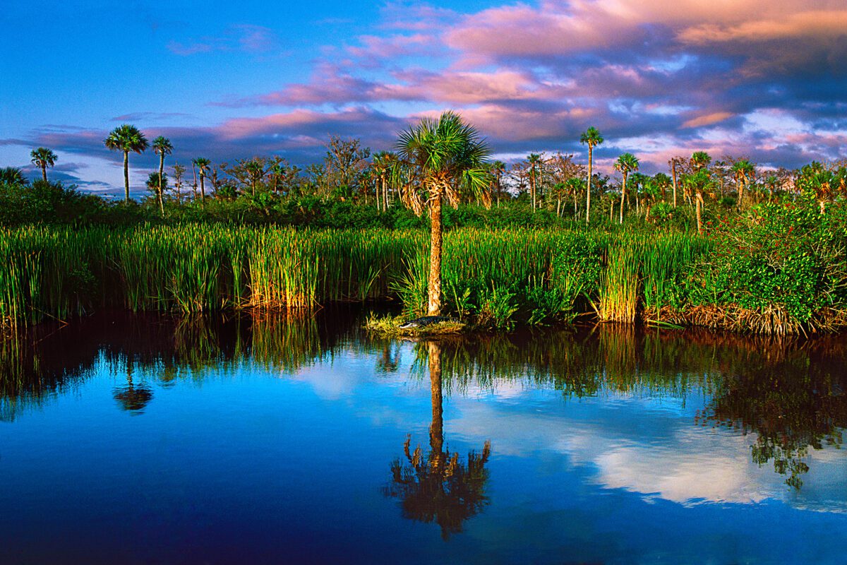 Everglades